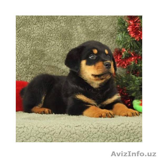 Ротвейлер щенки для свободного принятия - Изображение #1, Объявление #640551