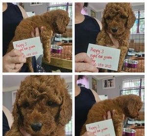 EXCEPTIONAL DOUBLE DOODLES READY NOW +1 (559) 745-5646 